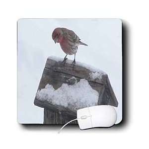   Turner Photography   Finch on Birdhouse   Mouse Pads Electronics