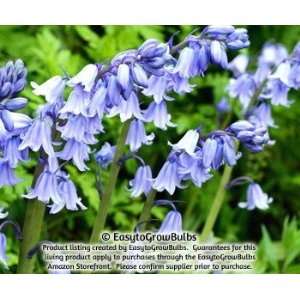  Spanish Bluebells (Hyacinthoides) Blue Meadow   100 robust 