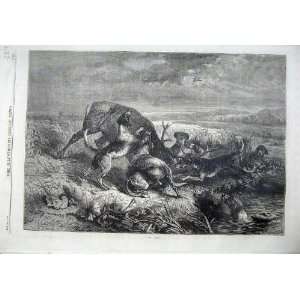   : Fine Art 1870 Wild Dogs Attacking Deer Stag Country: Home & Kitchen