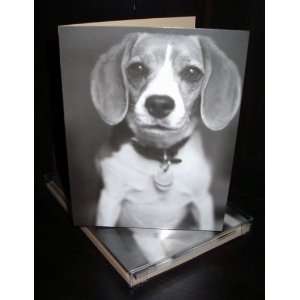    Talk to the Paw! Greeting Cards   Dogs love: Everything Else