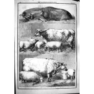    1861 CATTLE SMITHFIELD CLUB SHOW ANIMALS PIGS SHEEP
