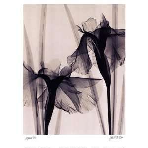  Japanese Iris Finest LAMINATED Print Judith Mcmillan 12x16 