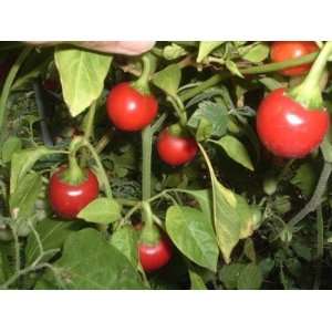  25 Heirloom Sweet Cherry Pepper Seeds: Everything Else