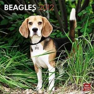  Beagles 2012 Wall Calendar 12 X 12