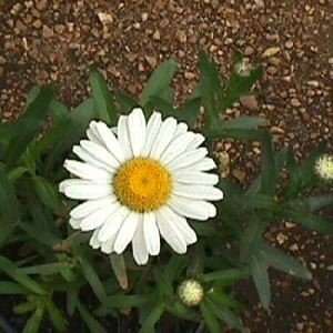    Daisy   Snow Lady Shasta   #1 Container Patio, Lawn & Garden