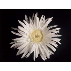  White Daisy with White Center Hair Flower Clip: Everything 