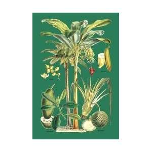  Plants Used as Food 28x42 Giclee on Canvas