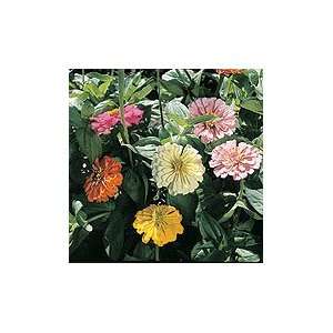   Pastel Dreams Zinnia   100 Seeds   Annual Patio, Lawn & Garden