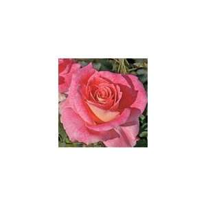  Lovestruck Floribunda Rose PP#20,848 Patio, Lawn & Garden