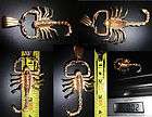   Yellow Gold Charm Scorpion Scorpian Scorpio approx. weight 18 20 grams
