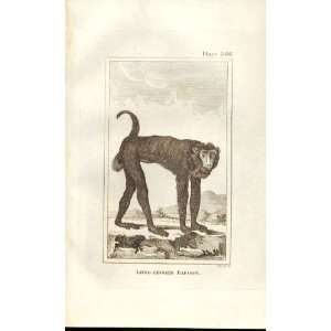   Long Legged Baboon 1812 Buffon Natural History Pl 366
