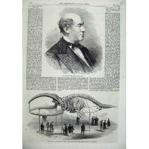   William Fergusson 1866 Skeleton Whale Museum Surgeons