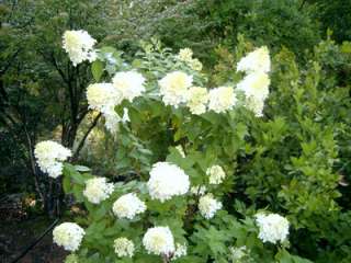 Paniculata hydrangeas will grow and bloom in a wide variety of 
