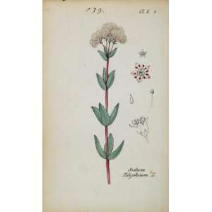  1826 Sedum Telephium Orpine Botanical Color Print   Hand 