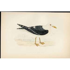   Morris Hand Coloured Birds Lesser Black Backed Gull Antique Bird Print