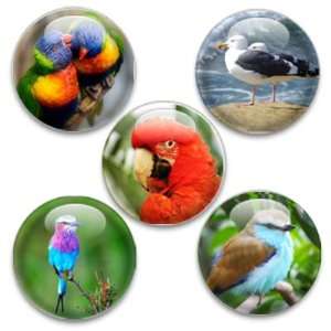 Decorative Magnets or Push Pins 5 Big Birds:  Kitchen 