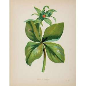  1902 Botanical Print Herb Paris Quadrifolia Flower 