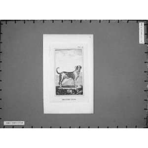  Animals Mastiff Dog Pet Canine Antique Print