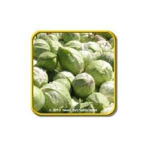  1/4 Lb   Early Jersey Wakefield   Bulk Cabbage Seeds 