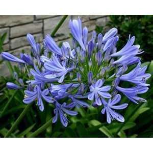  LILY OF THE NILE BLUE AND WHITE 5 seeds Patio, Lawn 