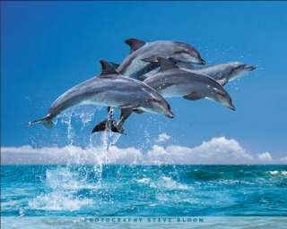 Springende Delfine im Meer Steve Bloom Tier Poster R309  