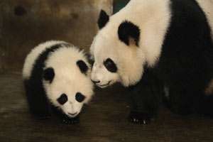 Der kleine Panda   Tagebuch eines Bärenkindes: .de: Tadashi 