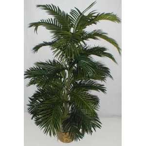  NEW 5 Tropical Areca Palm Tree