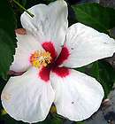 Tropical Hibiscus Starter Live Plant Hawaiin Dot