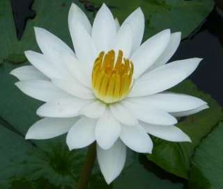 100 SEEDS WHITE NIGHT WATER LILY Pond + Free Document  