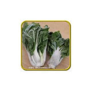 1 Lb Chinese Cabbage Seeds   Wong Bok Bulk Vegetable Seeds 