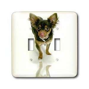  Dogs Chihuahua   Long Hair Chihuahua   Light Switch Covers 