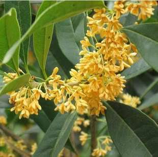   fragrans / Sweet Olive seed / O. fragrans   Gui Hua tree seeds  