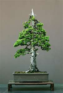 Picea abies Norway Spruce Bonsai FREE POSTAGE  