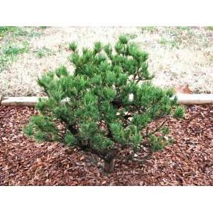 Spaans Dwarf Lodgepole Pine 2   Year Graft Patio, Lawn 
