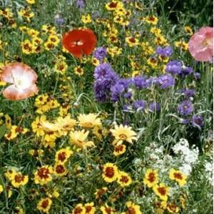  Resistant Xeriscape Wildflower Mix 1,000+ Seeds Patio, Lawn & Garden