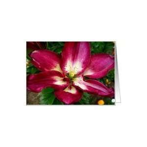  Oriental Lily Flower Blank Note Card Card: Health 