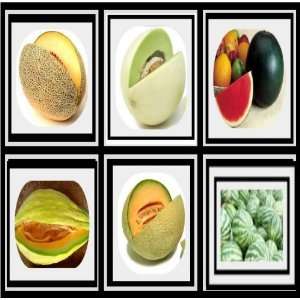 Survival Fruit Seeds Only $21.99 Non Hybrid No GMO Real Survival Seeds 