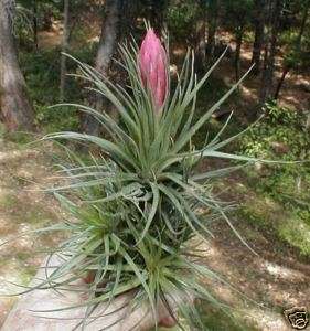 Tillandsia *TENUIFOLIA BUSH * air plants  