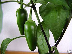 Jalapeno Hot Pepper *Early* 50 Vegetable Seeds  
