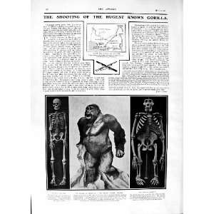  1901 Shooting Gorilla Umlauff Museum Hamburg Skeleton Don 