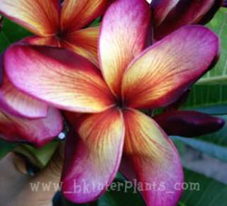 Plumeria with rooted Sai Thong *Super New&Beautiful*  