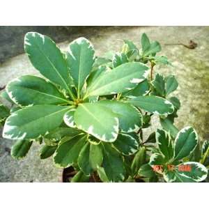  Variegated Pittosporum Plant: Patio, Lawn & Garden