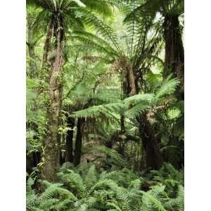  Tree Ferns, Dandenong Ranges National Park, Victoria 