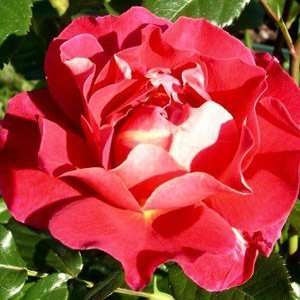  Happy Anniversary Rose Seeds Packet: Patio, Lawn & Garden