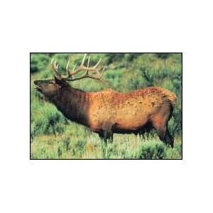   Size 28X42 Style 110 Elk Tru Life Animal Targets