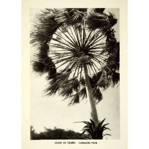  1939 Rotogravure Carnauba Palm Tree Plant Botanical Ceara 